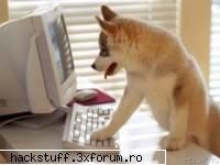 smart dawg funny pics from all over the world...